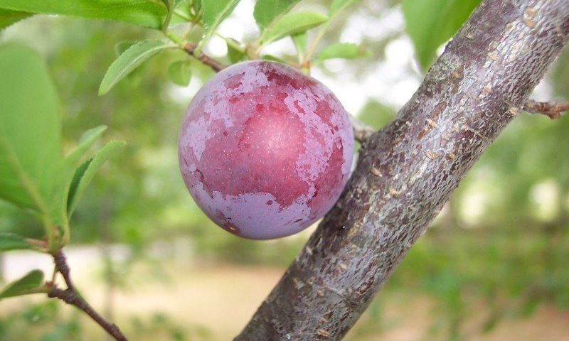 Japanese Plum Methley
