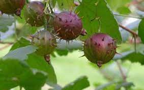 Eastern Prickly Gooseberry, Pasture Gooseberry, Dog Berry