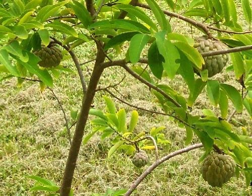 Sugar Apple, Sweetsop