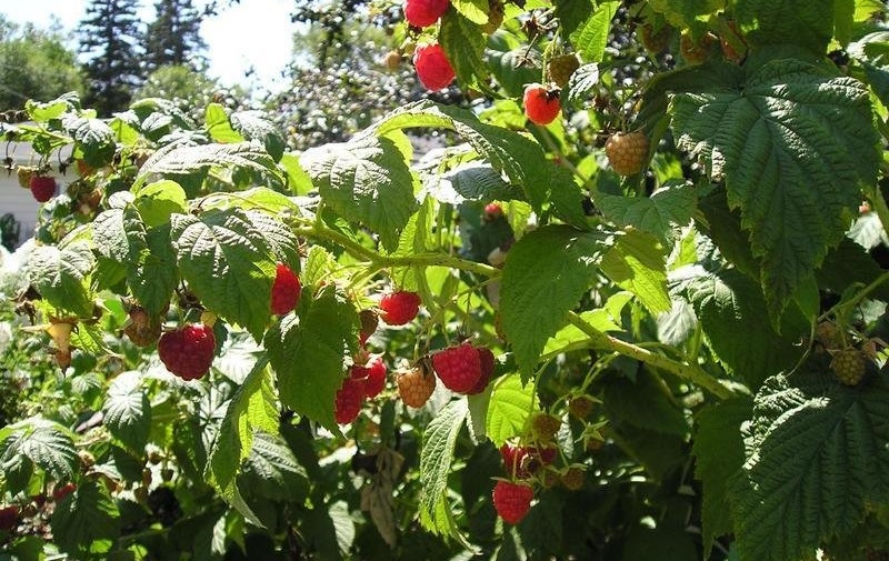 Raspberry, Red Raspberry, European Raspberry Autumn Bliss