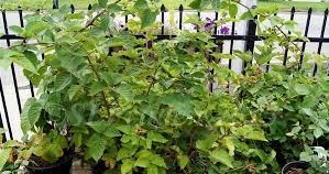 Rubus, Thornless Blackberry Arapaho