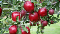 Malus, Apple 'Red Delicious'