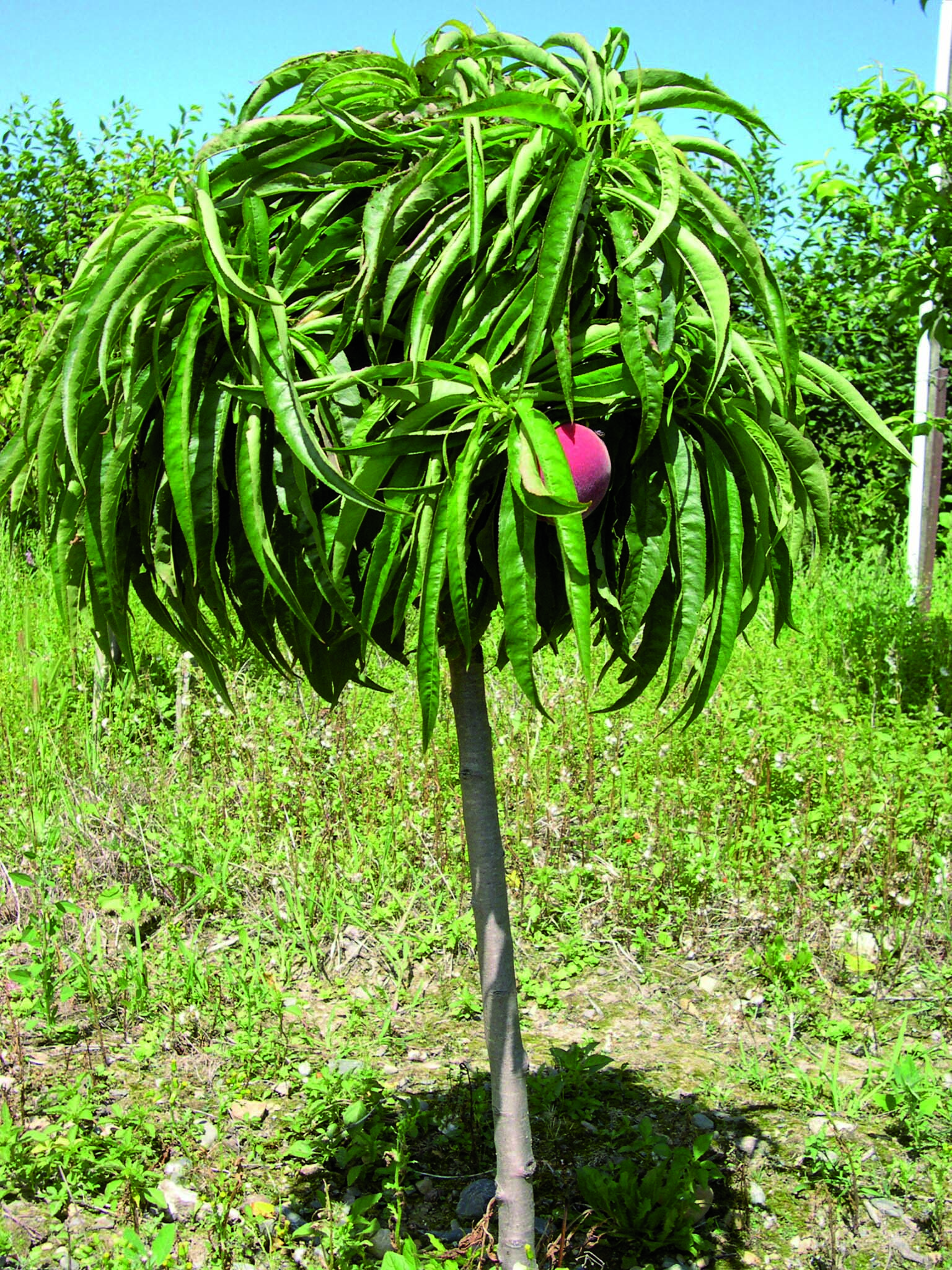 Dwarf Peach Bonanza