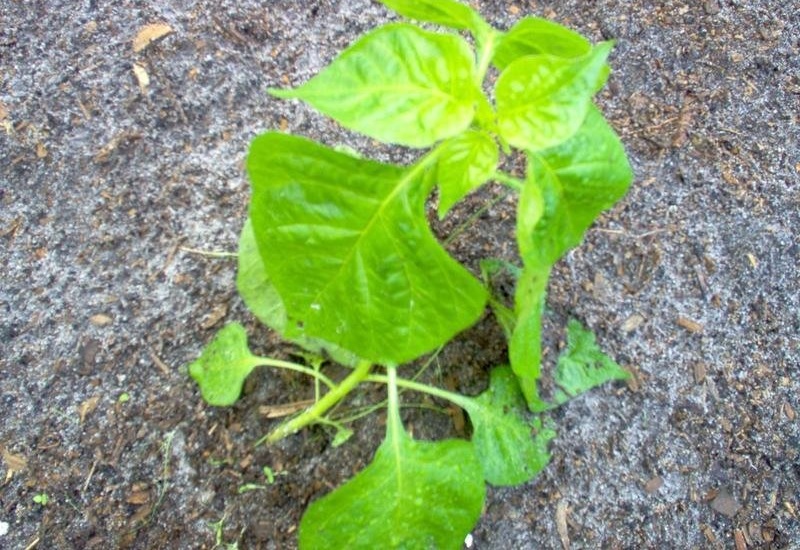 Habanero Pepper, Hot Pepper Red Savina