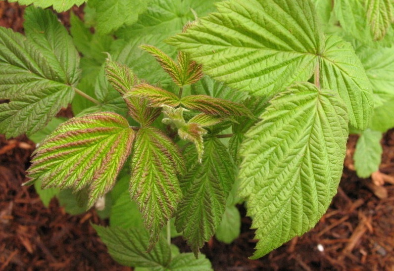 Rubus, Raspberry, Red Raspberry, European Raspberry Caroline