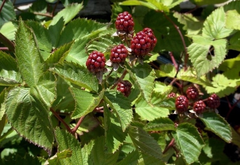Rubus, Thornless Blackberry Navaho
