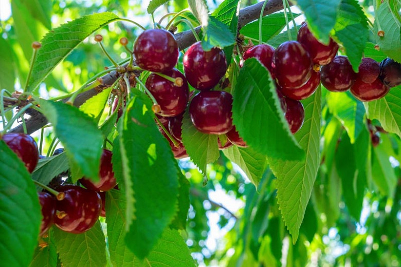Sweet Cherry Stella