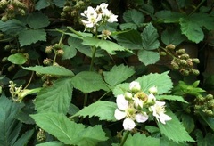 Thornless Blackberry 'Black Satin'