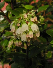 Vaccinium Species, California Huckleberry, Evergreen Huckleberry, Winter Huckleberry