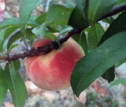 Prunus, Peach Tropic Snow