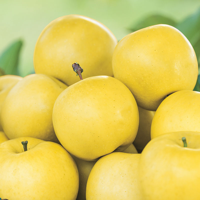 Apple Dorsett Golden