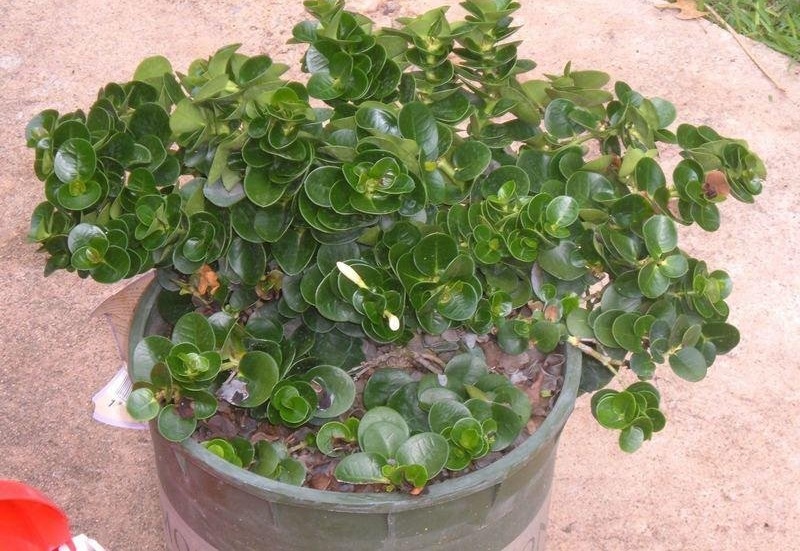 Carissa, Natal Plum Tomlinson
