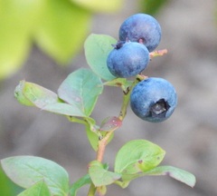 Vaccinium, Highbush Blueberry 'Emerald'