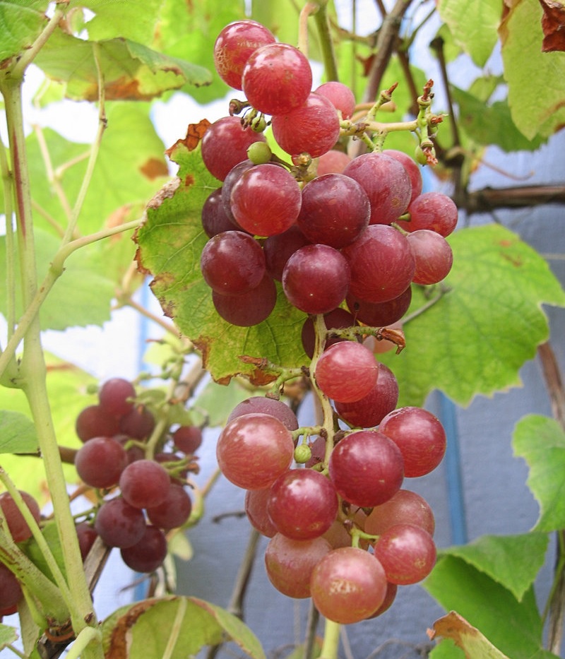 Vitis, Grape Emeryville Pink