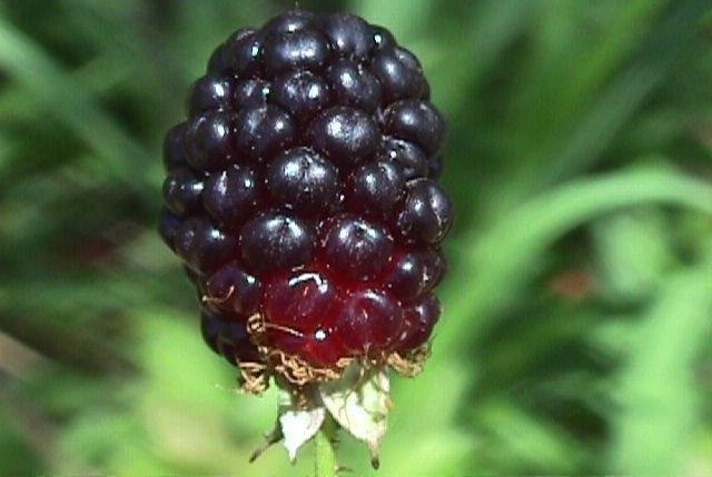 Rubus Species, Southern Dewberry