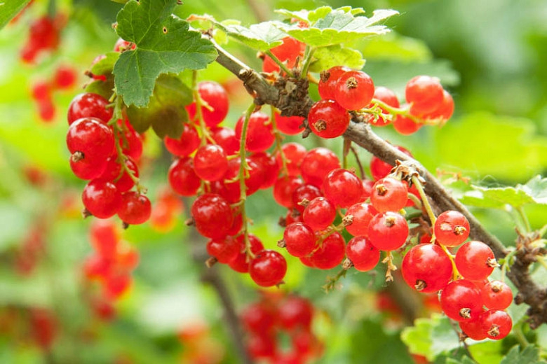 Ribes, Red Currant Red Lake