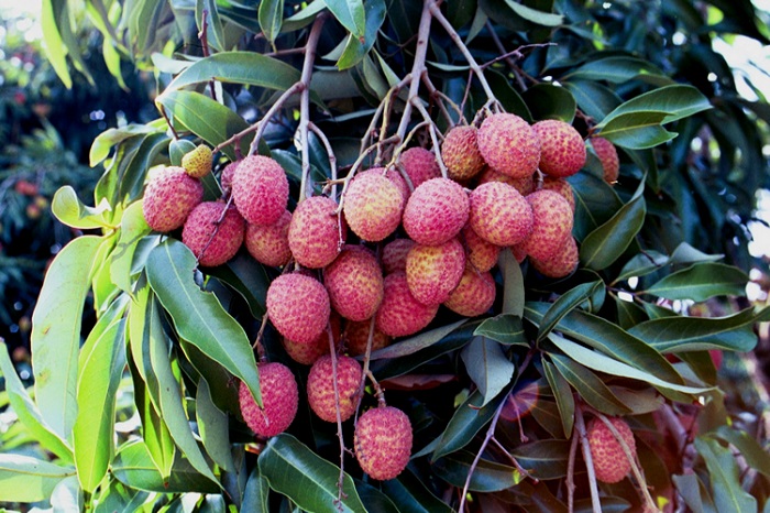 Lychee Mauritius