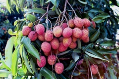 Lychee 'Mauritius'