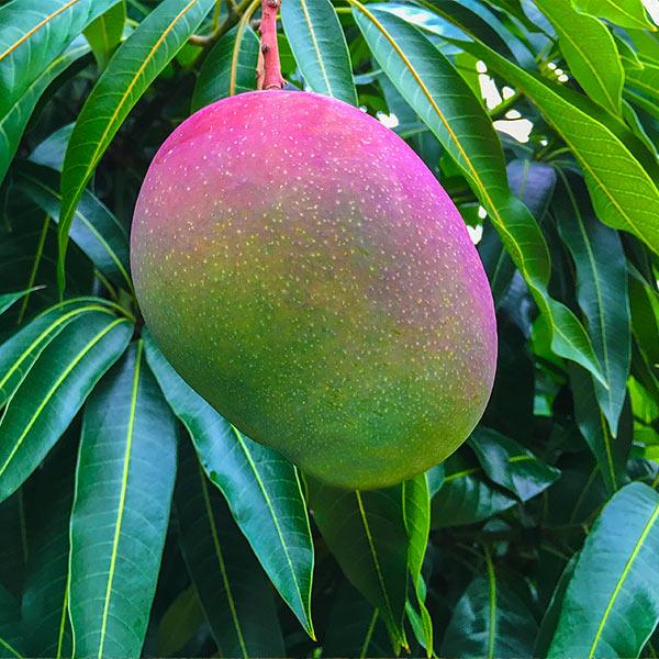 Mango Glenn