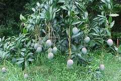 Mangifera, Common Mango, Indian Mango 'Keitt'