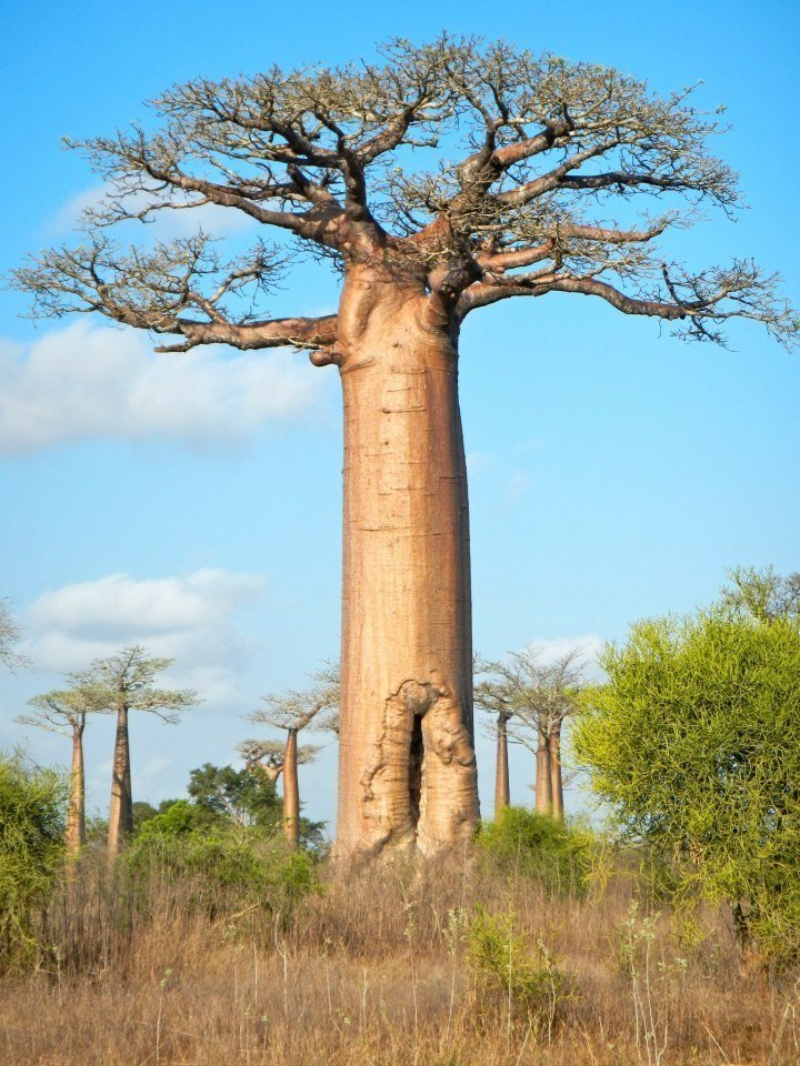 Adansonia Species, Baobab, Monkey-Bread Tree