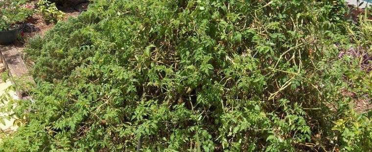 Solanum Species, Currant Tomato, Wild Tomato