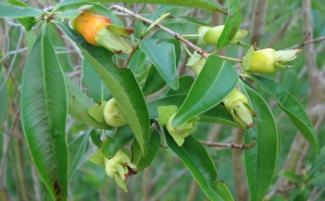 Eugenia Species, Rio Grande Cherry