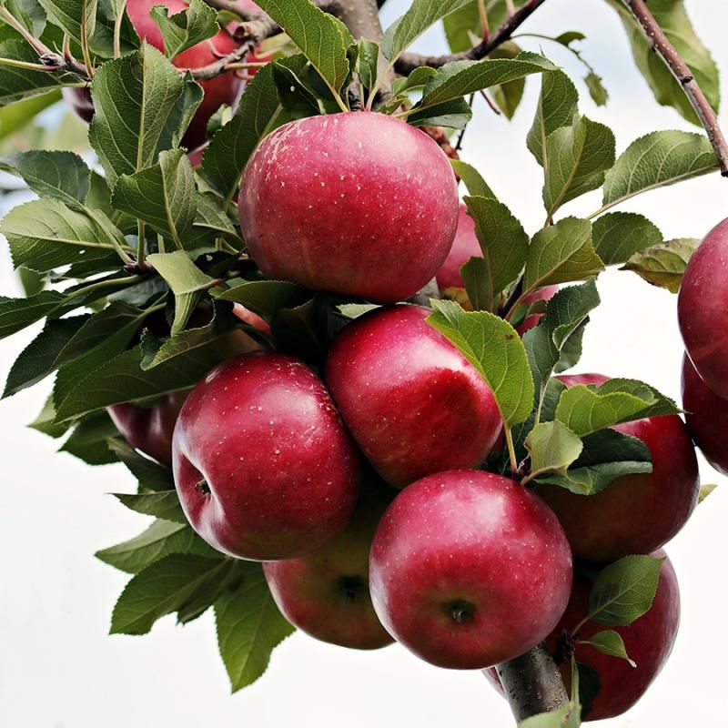 Apple Liberty