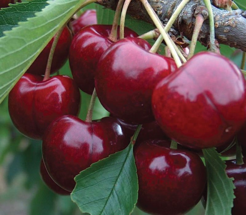 Sweet Cherry Lapins