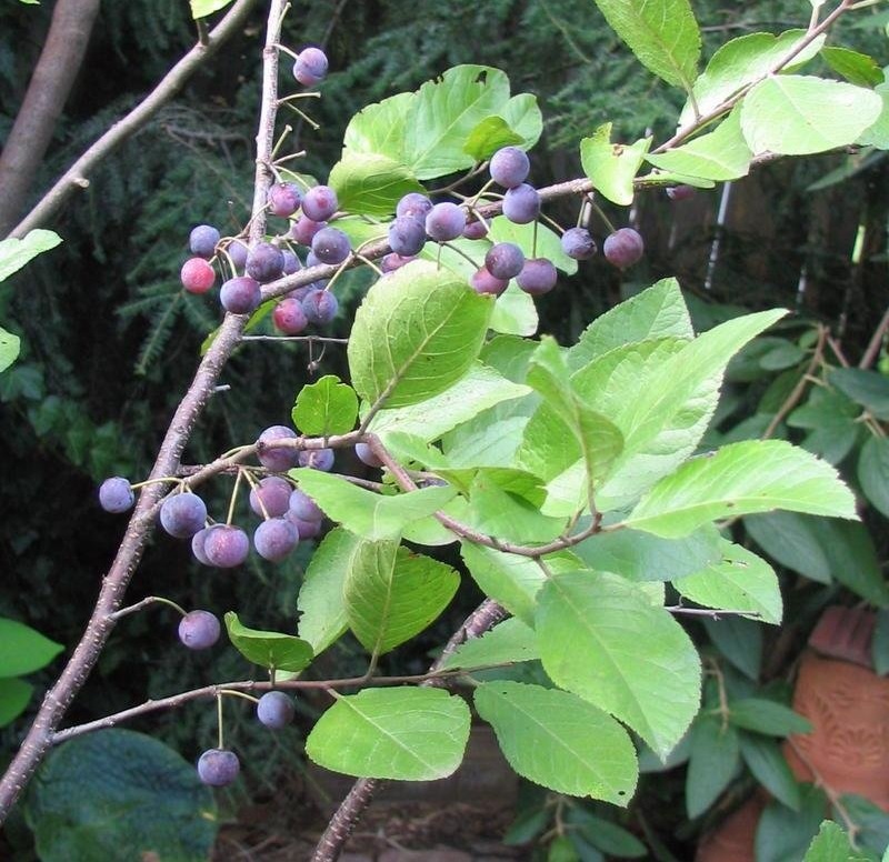 Beach Plum