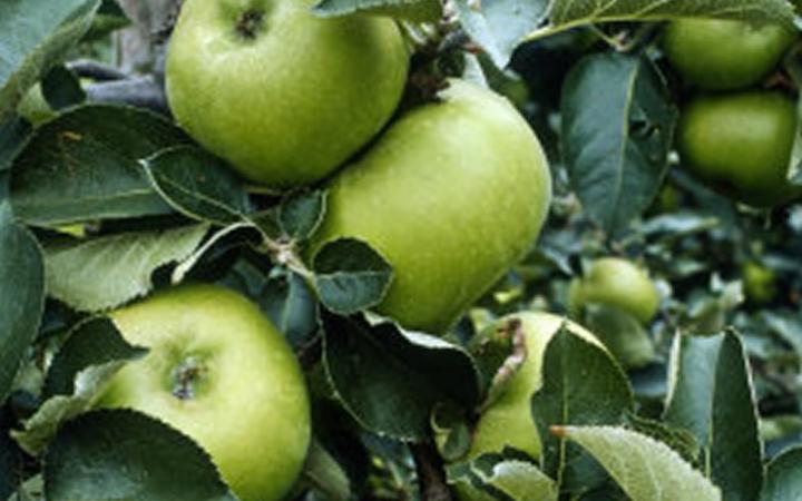 Apple Bramleys Seedling