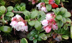 Vaccinium Species, Cowberry, Foxberry, Lingonberry, Northern Mountain Cranberry