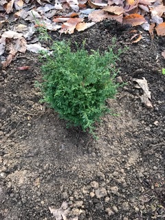 Hinoki False Cypress Mastin