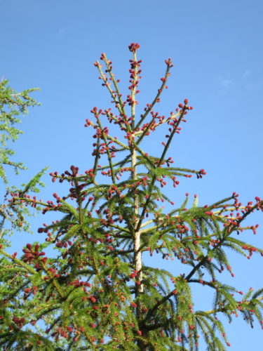 Red Tipped Norway Spruce Rubra Spicata