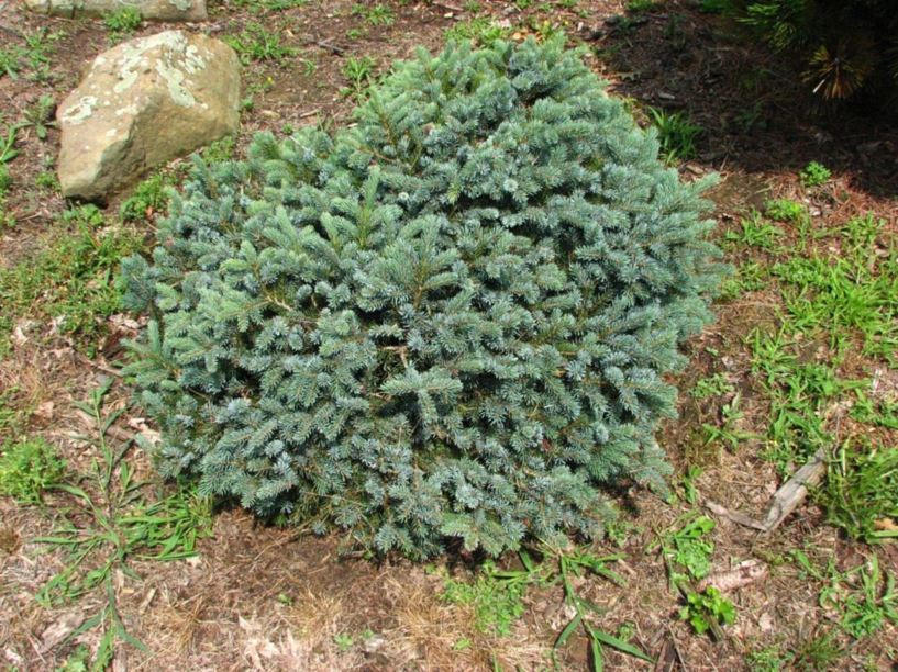 Alcocks Spruce Prostrata