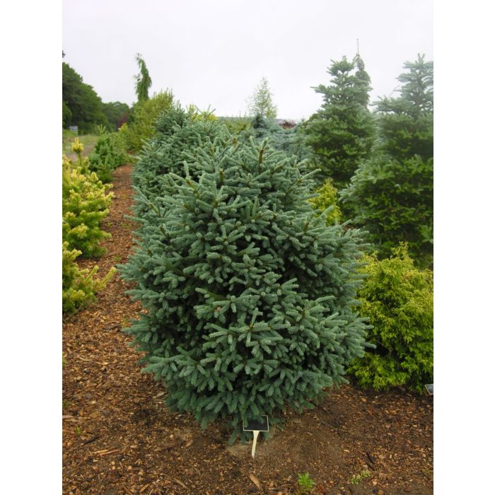 Black Spruce Blue Teardrop