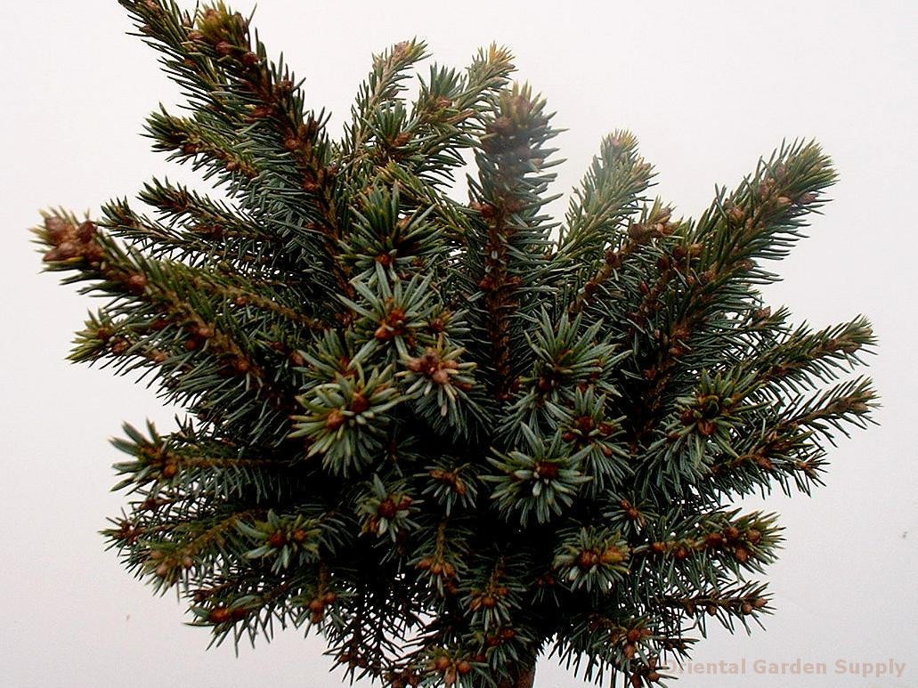Serbian Spruce Horstmann