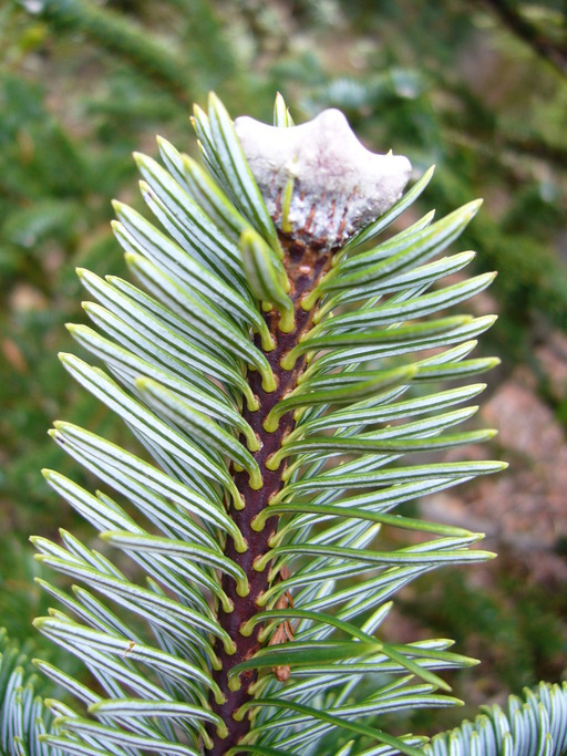 Forrests Fir