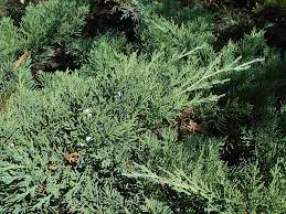 Chinese Juniper Parsonsii