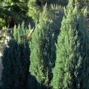 Grecian Juniper, Greek Juniper Stricta