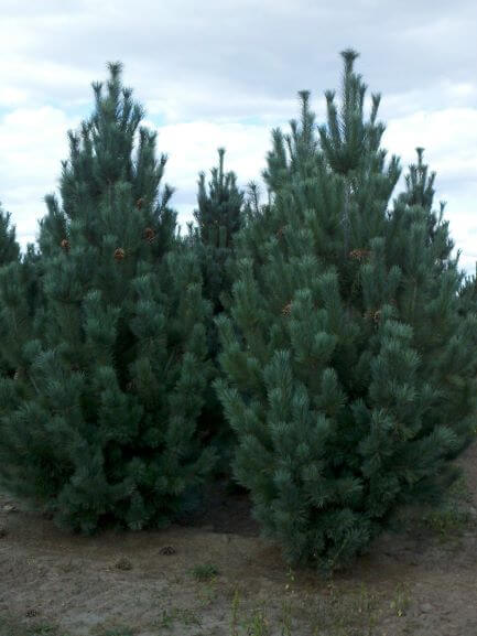 Eastern White Pine, Domingo Pine Domingo