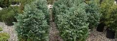 Sawara False Cypress, Boulevard Cypress, Blue Moss Cypress 'Hime Sawara'