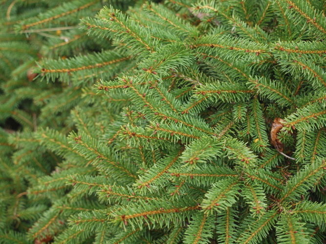 Norway Spruce Procumbens