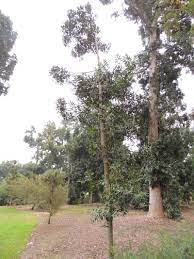 Koghis Kauri