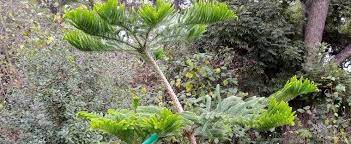 Araucaria Species, Berniers Columnar Auraucaria