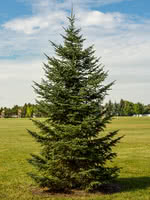 Balsam Fir Cooks Blue Improved
