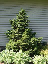Lewis Hemlock,Canadian Hemlock, Eastern Hemlock Lewis