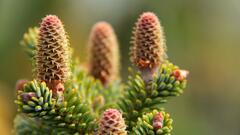 Nikko Fir 'Tomomi'
