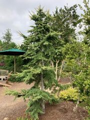 Horstmann Blue Atlas Cedar 'Horstmann's Silberspitz'