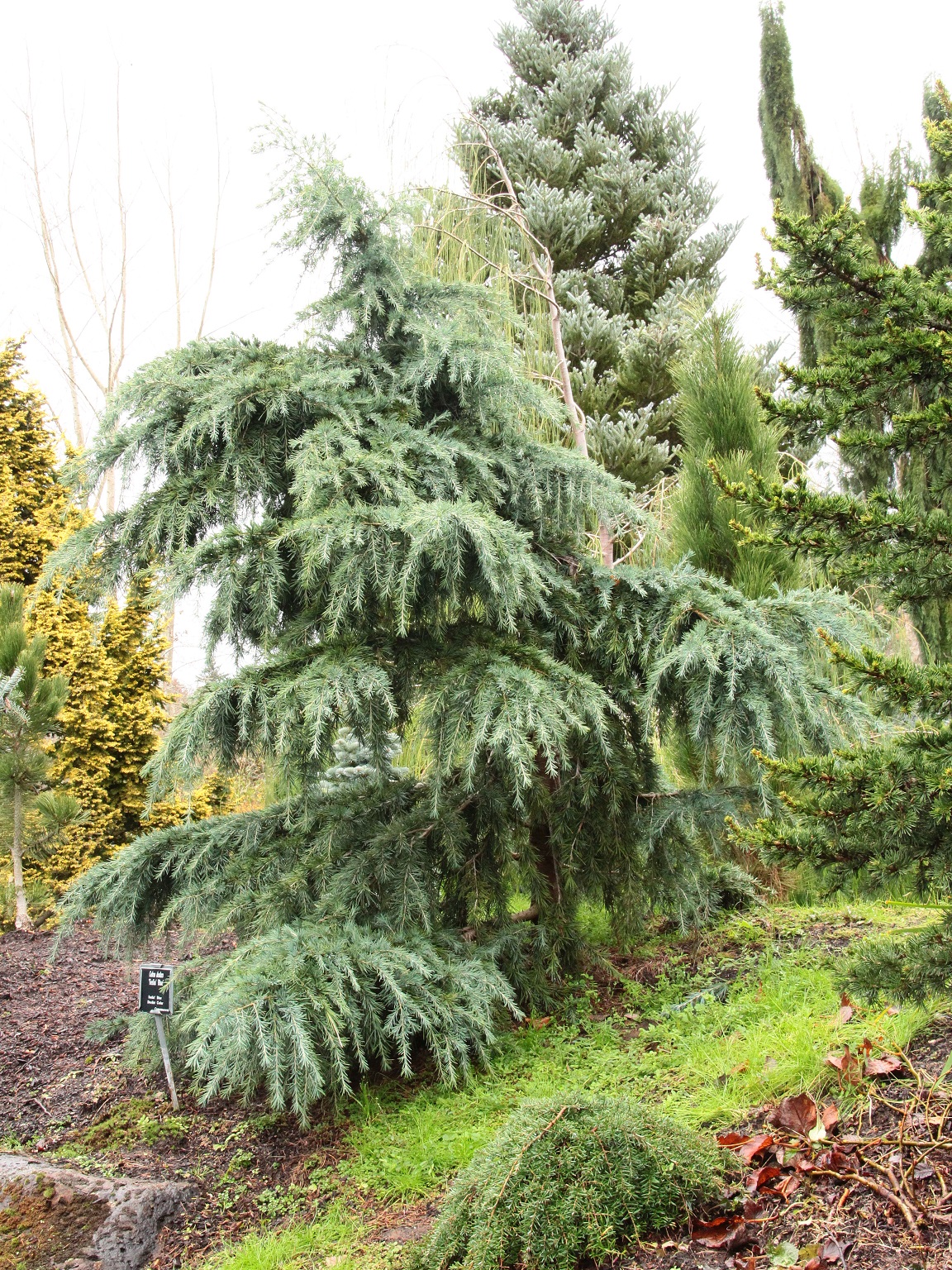 Deodar Cedar, Himalayan Cedar Mitsch Blue